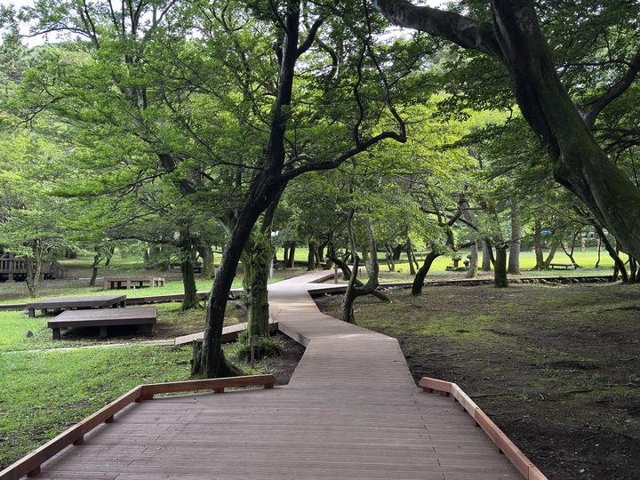 [제주=뉴시스] 시설 정비를 마치고 재개방한 절물자연휴양림 탐방로. (사진=제주시 제공) 2026.07.08. photo@newsis.com *재판매 및 DB 금지