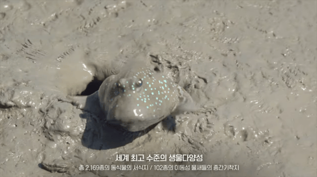 짱뚱어와 멸종위기종인 붉은발말똥게 등 총 2169종의 동식물이 우리 갯벌에 살고 있다. (사진=해양수산부 유튜브 갈무리) *재판매 및 DB 금지