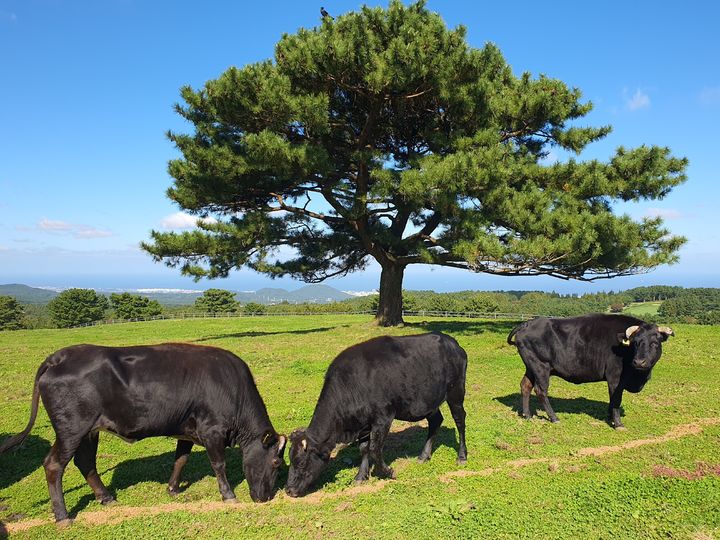 [세종=뉴시스] 제주 흑우. (사진=농촌진흥청 제공) *재판매 및 DB 금지