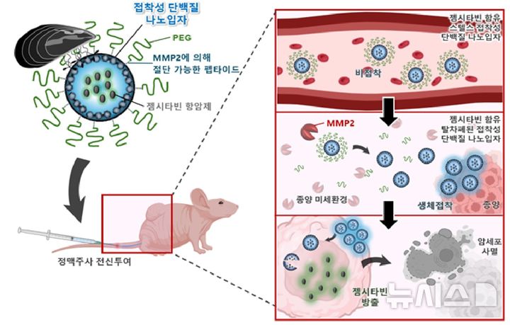 [포항=뉴시스] = 포스텍 화학공학과·융합대학원 차형준 교수 연구팀이 정상 조직에 모습을 숨기고, 암 조직에 도달하면 보호막을 벗고 항암제를 방출하는 '지능형 나노입자'를 개발했다. 사진은 췌장암 화학 요법을 위한 종양 미세환경 활성형 생체 접착성 단백질 나노입자 기반의 스텔스형 전신 순환 약물 전달 시스템. (사진=포스텍 제공) 2026.07.09. photo@newsis.com