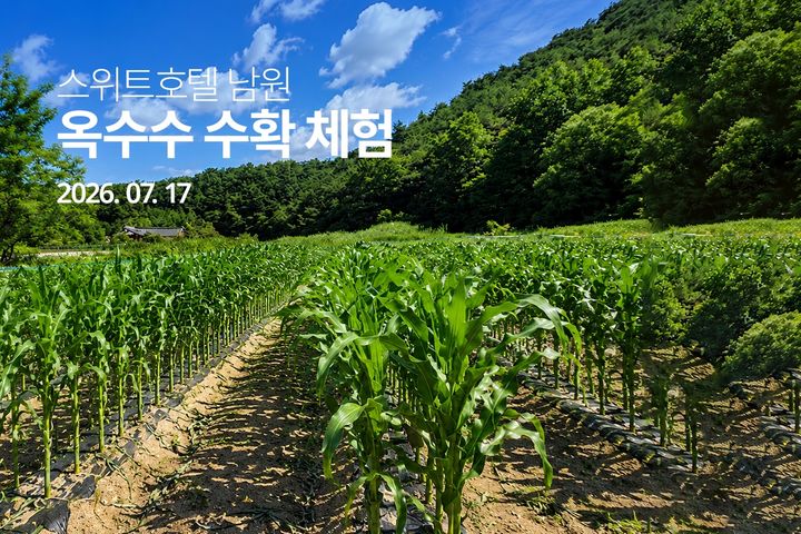 [서울=뉴시스] 스위트호텔 남원 옥수수 수확 체험 프로그램 (사진=교원그룹 제공) 2026.7.11. photo@newsis.com *재판매 및 DB 금지