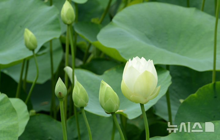 [울산=뉴시스] 배병수 기자 = 울산전역에 폭염주의보가 내려진 9일 남구 선암호수공원 연꽃지에 새하얀 연꽃이 피어 있다. 2026.07.09. bbs@newsis.com.