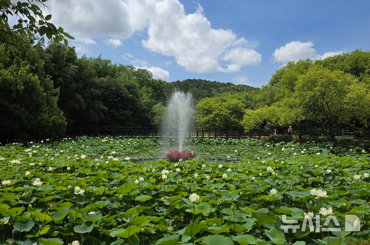 [울산=뉴시스] 배병수 기자 = 울산전역에 폭염주의보가 내려진 9일 남구 선암호수공원 연꽃지에 새하얀 연꽃이 피어 있다. 2026.07.09. bbs@newsis.com.