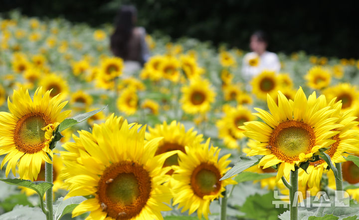 [제주=뉴시스] 우장호 기자 = 폭염이 기승을 부리는 9일 오후 제주시 회천동의 한 농장에 해바라기가 활짝 피어나 시선을 사로 잡고 있다. 2026.07.09. woo1223@newsis.com