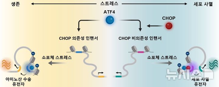 [서울=뉴시스] 세포 스트레스 반응 핵심 조절 단백질 ATF4와 CHOP의 상호작용에 따라 결정되는 세포 생존·사멸 모식도. (사진= 세브란스병원 제공)