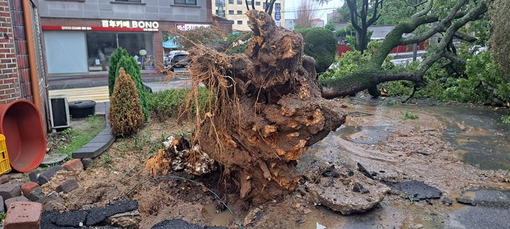 [논산=뉴시스]논산시 취암동 수랑골마을 보호수인 수령 570년 된 팽나무가 폭우로 쓰러졌다. 2026. 07. 10 photo@newsis.com *재판매 및 DB 금지