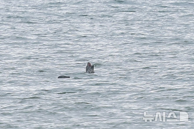 [백령도=뉴시스] 권창회 기자 = 10일 인천 옹진군 백령도 하늬해변 점박이물범서식지에서 천연기념물 제311호 점박이물범이 유영하고 있다. 점박이물범은 천연기념물 제311호로 세계 개체수가 1500마리에 불과하다. 그중 300여마리가 백령도 하늬해변 등지에서 집단 서식하고 있다.2026.07.10. kch0523@newsis.com
