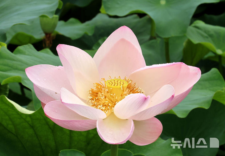 [인천=뉴시스] 전진환 기자 = 장맛비가 소강 상태를 보인 10일 오전 인천 남동구 소래습지생태공원 연꽃단지에 연꽃이 피어나고 있다. 2026.07.10. amin2@newsis.com