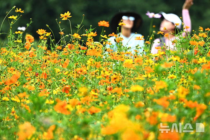 [수원=뉴시스] 김종택 기자 = 장맛비가 소강상태를 보인 10일 경기 수원시 권선구 탑동 시민농장을 찾은 시민들이 활짝 핀 황화코스모스를 바라보며 산책하고 있다. 2026.07.10. jtk@newsis.com