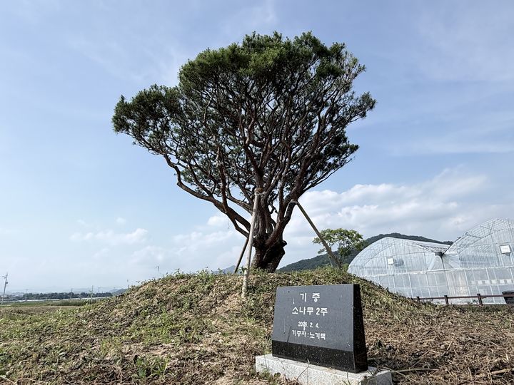 [거창=뉴시스] 기증 받은 소나무 (사진=거창군 제공) 2026. 07. 13. photo@newsis.com *재판매 및 DB 금지