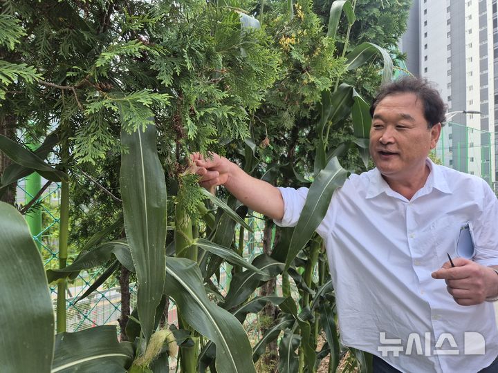 [울산=뉴시스] 구미현 기자 = 박영택 울산복산초 교장이 14일 교내 텃밭 '복이랑 산이랑'에 심은 옥수수에 대해 설명하고 있다. 2026.07.14. gorgeouskoo@newsis.com