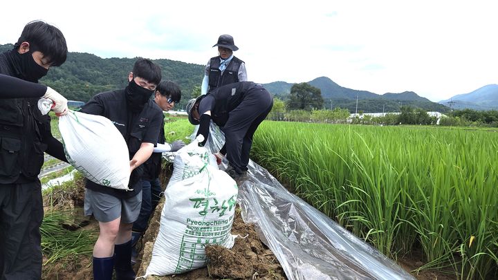 [평창=뉴시스] 평창군시설관리공단 임직원과 희망새미봉사단이 평창읍 후평리 농경지에서 복구 지원 활동을 하고 있다. (사진=평창군 제공) 2026.07.14. photo@newsis.com *재판매 및 DB 금지
