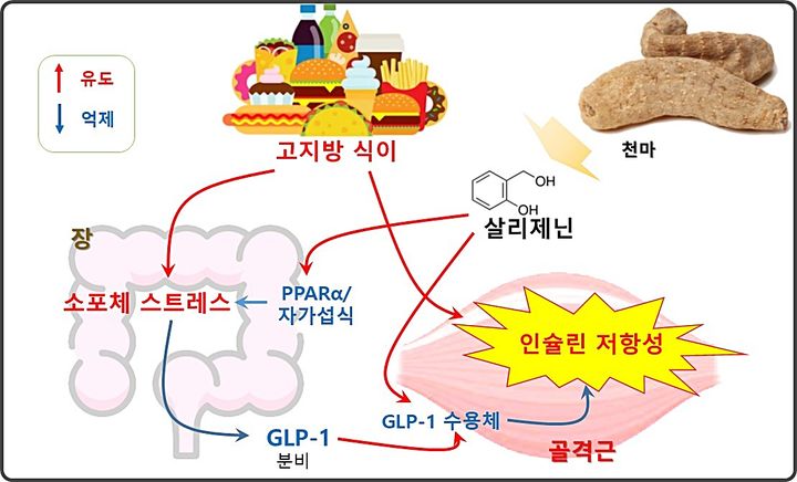 [대전=뉴시스] 천마의 살리제닌 당뇨병 예방 및 치료 효과 모식도.(사진=국립산림과학원 제공) *재판매 및 DB 금지