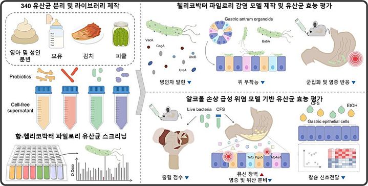 [대전=뉴시스] 생명공학연구원 손미영 박사팀이 위 오가노이드를 활용해 헬리코박터균을 억제하고 위 점막을 보호하는 신규 프로바이오틱스 균주(DS1073)를 발굴하고 효능을 검증했다. 인간 위 오가노이드 기반 신규 유산균 발굴 및 효능 검증 모식도.(사진=생명공학연구원 제공) *재판매 및 DB 금지
