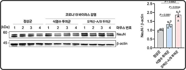 [대전=뉴시스] 오렉신 투여 후 뉴엔(NeuN) 단백질 발현 변화 추이. 오렉신-A/B를 투여한 코로나19 감염 마우스에서는 뇌의 NeuN 단백질 발현이 감염군보다 증가하는 경향을 보여 오렉신 보충이 감염 후 손상된 신경세포의 회복 기여 가능성이 확인됐다.(사진=국가독성연구소 제공) *재판매 및 DB 금지