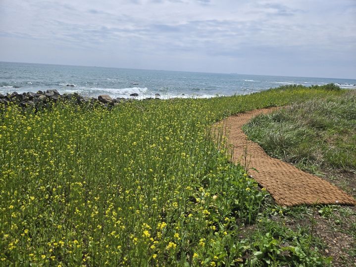 [울산=뉴시스] 울산시 북구가 동해안 강동누리길 일대 당사항에서 우가항까지 약 1.5km 구간에 '강동누리 바다꽃길'을 조성 완료했다. (사진=울산 북구 제공) photo@newsis.com *재판매 및 DB 금지