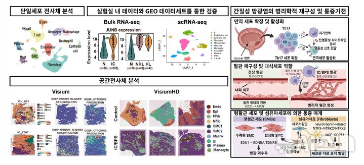 [서울=뉴시스] 강민용·고광진 삼성서울병원 비뇨의학과 교수 연구팀이 난치성 질환인 간질성 방광염(방광통증증후군)의 발병 메커니즘을 규명했다. (사진= 삼성서울병원 제공)