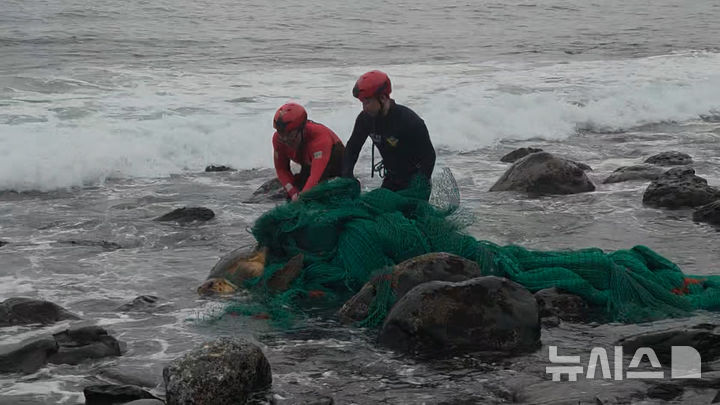 [제주=뉴시스] 18일 오후 제주 서귀포시 새연교 해안가에서 해경이 그물에 감긴 붉은바다거북이를 구조하고 있다. (사진=서귀포해양경찰서 제공) 2026.07.19. photo@newsis.com