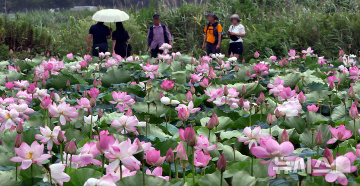 울산, 최고 33도 폭염…일요일엔 곳에 따라 비