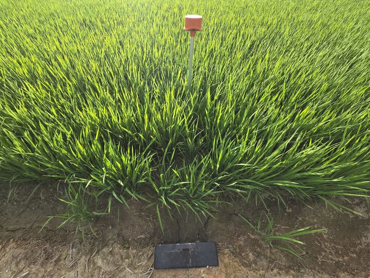 [진천=뉴시스] 개량물꼬와 논물관리 이행장치. (사진=진천군 제공) 2026.07.20. photo@newsis.com *재판매 및 DB 금지