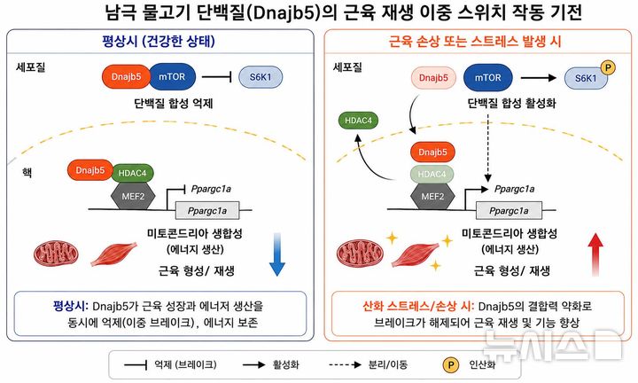 [서울=뉴시스] Dnajb5 단백질 작동 매커니즘.