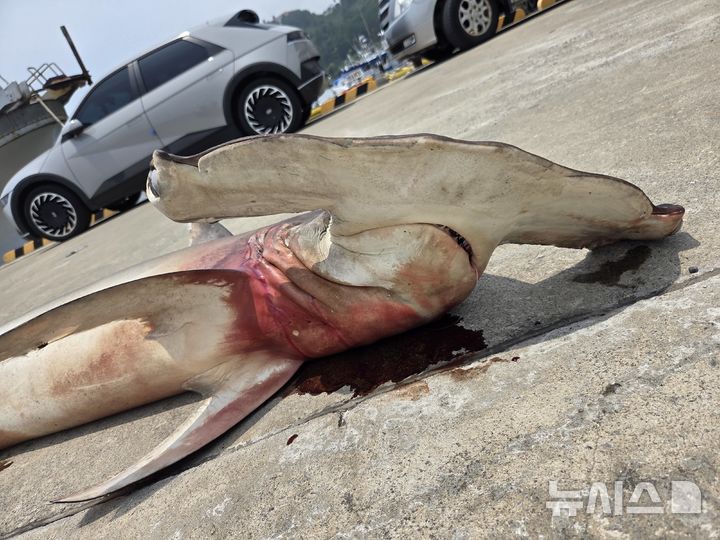 [제주=뉴시스] 지난 17일 제주 서귀포 문섬 해상에서 혼획된 귀상어. (사진= 제주대학교 해양과학대학 김병엽 교수 제공) 2026.07.21. photo@newsis.com