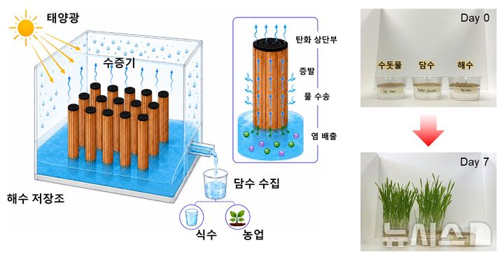 [포항=뉴시스] 포스텍 화학공학과 전상민 교수 연구팀이 최근 나무판을 김밥처럼 말아 밤에도 마르지 않는 담수화 기술을 개발했다. 사진은 친환경 증발기의 담수 생산 메커니즘 모식도(왼쪽), 해수를 증발해 얻은 담수로 키운 보리(오른쪽). (사진=포스텍 제공) 2026.07.21. photo@newsis.com