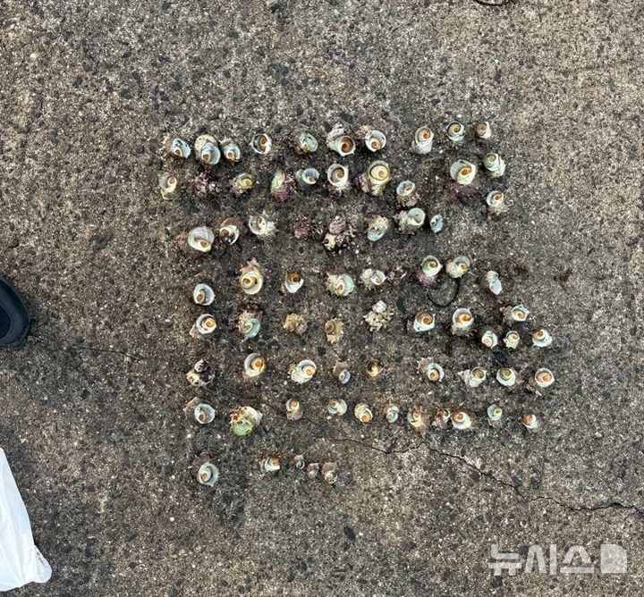 [제주=뉴시스] 제주해양경찰서 소라 불법 채취 자료 사진. (사진=제주해양경찰서 제공) 2026.07.21. photo@newsis.com