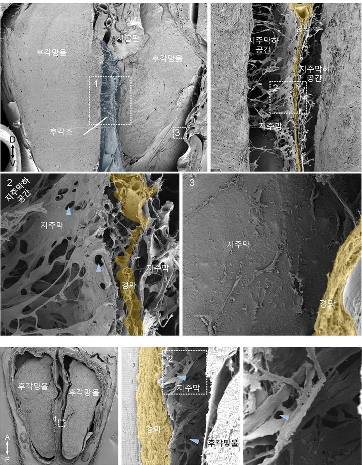 생쥐(위쪽)와 영장류의 후각망울 주변 '지주막 소창' 의 모습. IBS 연구팀은 생쥐의 후각망울 지주막에 미세한 구멍들이 조밀하게 분포하는 것을 발견했으며, 이들을 ‘지주막 소창(Arachnoid fenestrations)’으로 명명했다. 생쥐에서 발견한 것과 유사한 지주막 소창이 원숭이에도 존재하는 것으로 확인됐다. (사진=과기정통부 제공) *재판매 및 DB 금지