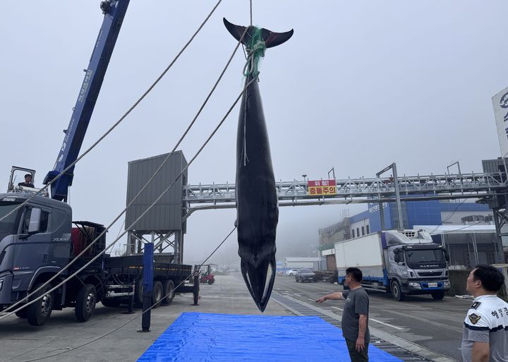 [태안=뉴시스] 21일 신진항 인근 해상에서 포획된 밍크고래. (사진=독자제공) 2026.07.21 photo@newsis.com *재판매 및 DB 금지