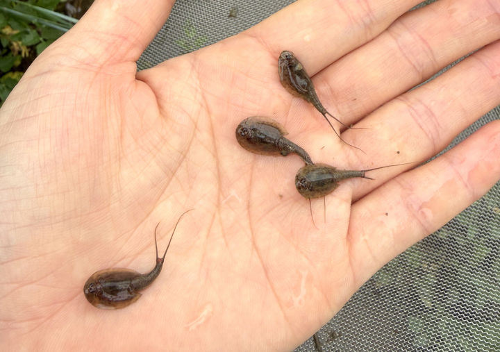 [전남광주=뉴시스] 전남광주통합특별시 함평군 대동면 친환경 논에 서식하고 있는 '긴꼬리투구새우'. (사진=전남광주특별시청 제공). photo@newsis.com *재판매 및 DB 금지