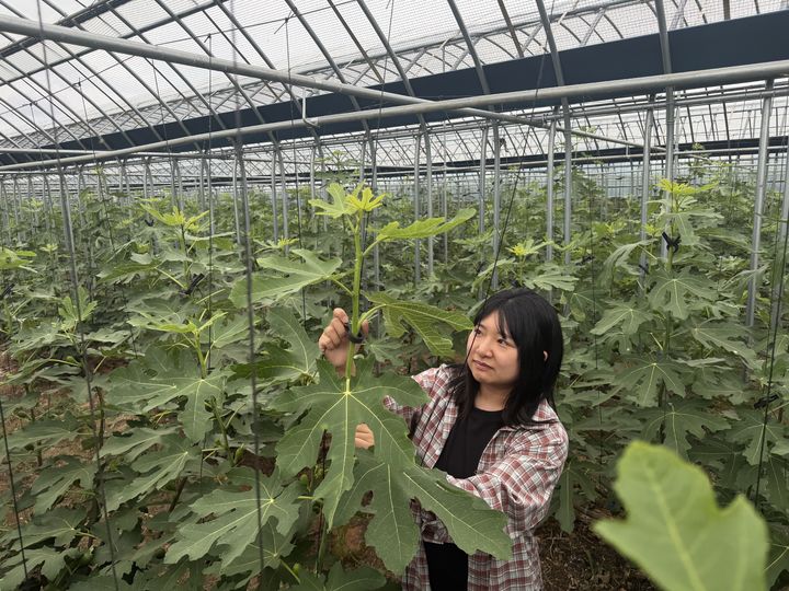 [영암=뉴시스] 전남광주통합특별시는 7월 이달의 친환경농산물에 '영암 청무화과'를 선정했다고 22일 밝혔다. 청년재배농 박혜민씨의 청무화과 재배 하우스. (사진=전남광주시 제공) 2026.07.22. photo@newsis.com *재판매 및 DB 금지