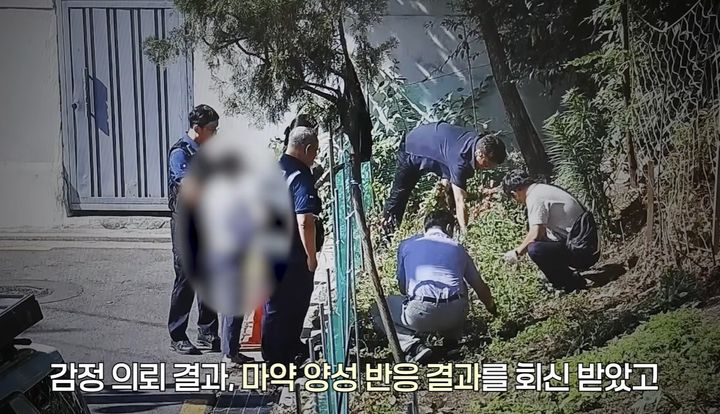 [서울=뉴시스]경찰이 골목길 화단에 버젓이 심겨 있던 마약용 양귀비 600여 주를 발견하고 재배자를 마약류관리에관한법률 위반 혐의로 붙잡았다. 사진 경찰청 유튜브 영상 캡처 *재판매 및 DB 금지