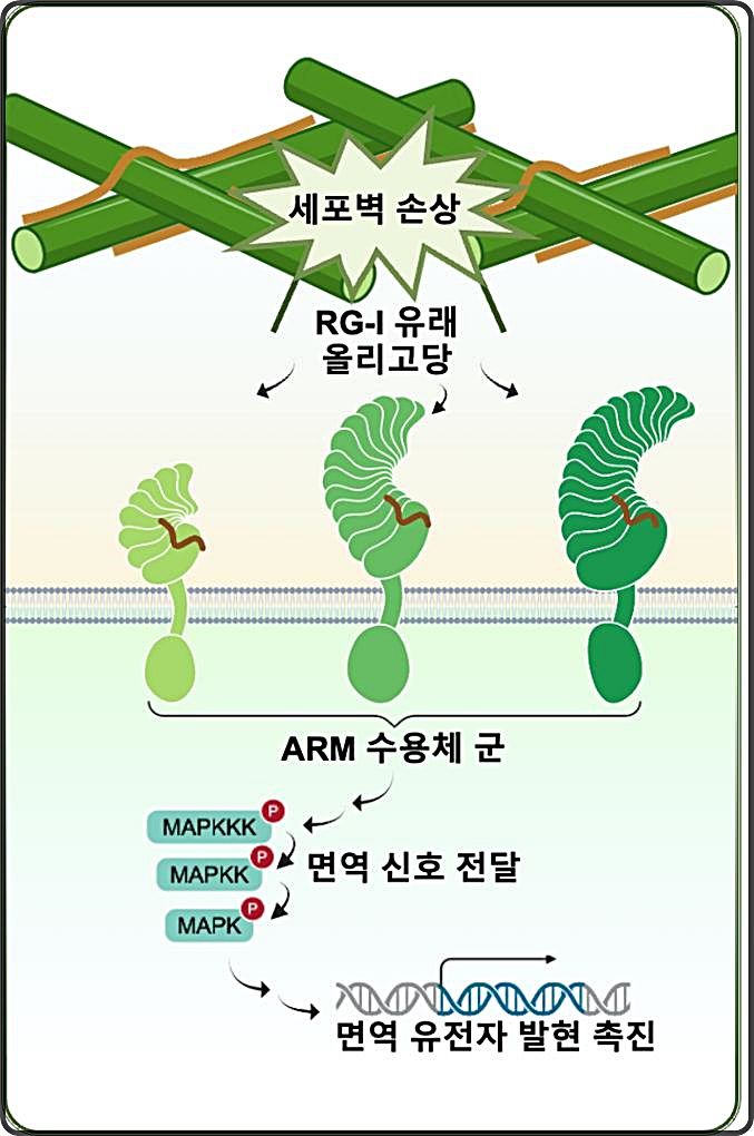 [대전=뉴시스] IBS 연구진이 면역 관련 유전자 발현을 촉진해 식물의 면역 반응을 유도하는 원리를 규명했다. 사진은 RG-I 인식과 식물 면역 신호전달 경로도.(사진=IBS 제공) *재판매 및 DB 금지