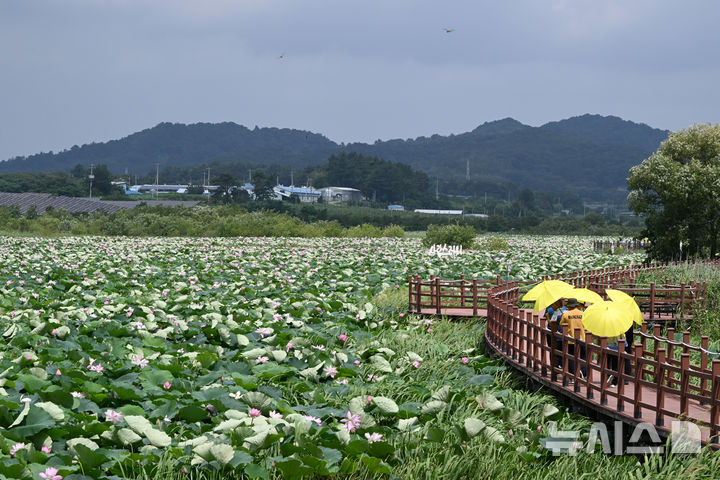 [나주=뉴시스] 이현행 기자 = 폭염주의보가 발효 중인 23일 오전 전남광주통합특별시 나주시 공산면 우습제 생태공원에 방문한 시민들이 홍련축제를 즐기고 있다. 2026.07.23. lhh@newsis.com
