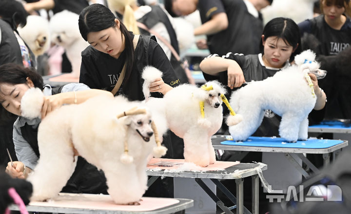 [수원=뉴시스] 김종택 기자 = 한국애견연맹 주최로 23일 경기 수원시 권선구 수원메쎄에서 열린 제118회 KKF 전국 애견미용 콘테스트에서 참가자들이 애견 미용 실력을 선보이고 있다. 2026.07.23. jtk@newsis.com