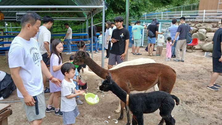경북 100인의 아빠단 한 가족이 경북 칠곡군 알파카농장에서 먹이주기 체험을 하고 있다. *재판매 및 DB 금지