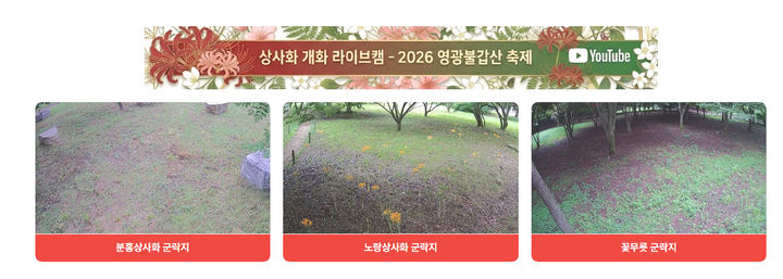 [영광=뉴시스] 영광군이 불갑사관광지 상사화 군락지에 설치한 라이브 카메라를 통해 상사화 개화 상황을 실시간으로 제공하고 있다. (사진=영광군 제공) photo@newsis.com *재판매 및 DB 금지