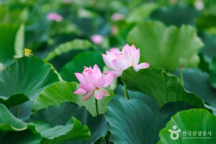 경기 시흥시 ‘관곡지’의 연꽃. (사진=한국관광공사) *재판매 및 DB 금지
