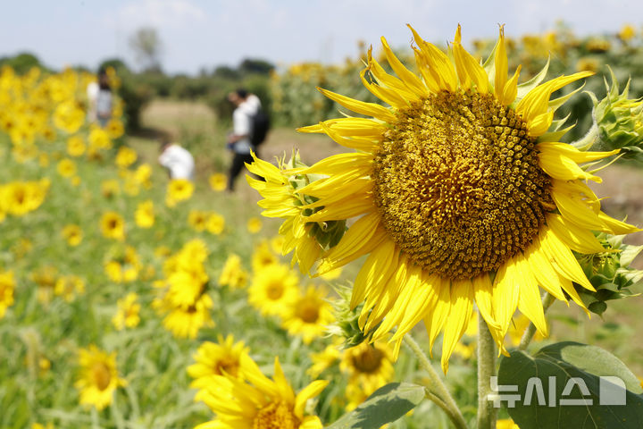 [울산=뉴시스] 배병수 기자 = 울산전역에 폭염주의보가 내려진 26일 울산 동구 대왕암공원 초화단지에 해바라기가 활짝 펴 있다. 2026.07.26. bbs@newsis.com.