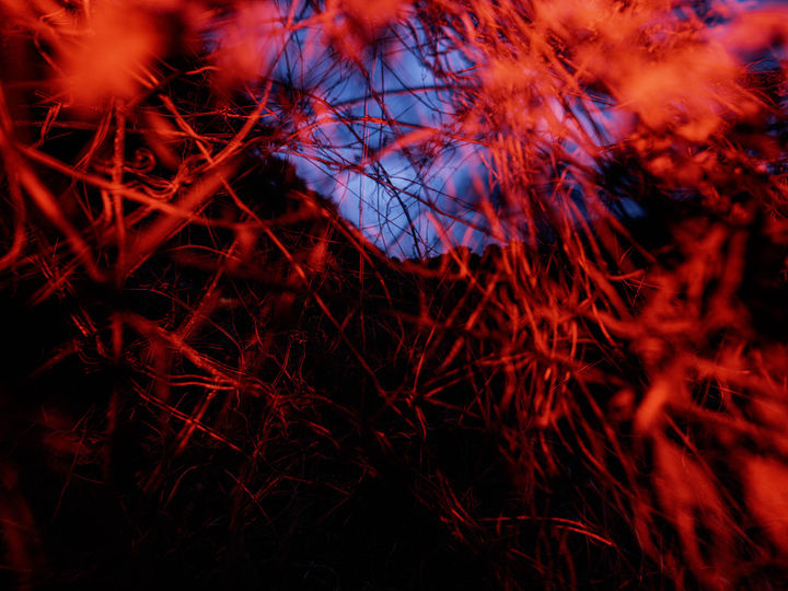 박정근 세상에 없는 나무 2023 Pigment print 145×110cm *재판매 및 DB 금지
