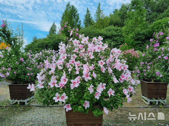 [전남광주=뉴시스] 전남광주통합특별시 산림연구원 '2026 나라꽃 무궁화 한마당'. (사진=전남광주특별시 제공). photo@newsis.com *재판매 및 DB 금지