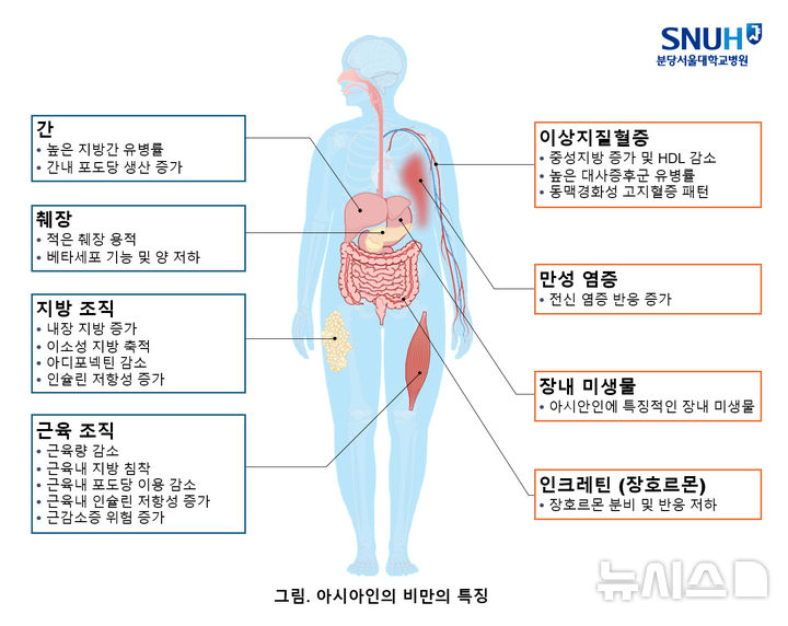 [서울=뉴시스] 아시아인 비만의 특징. (사진= 분당서울대병원 제공)