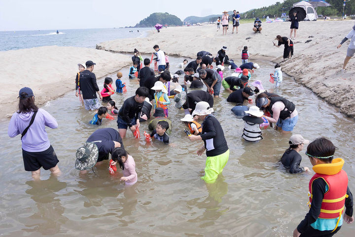 여름 청정해변 조개잡이 이벤트.(사진=삼척시 제공) *재판매 및 DB 금지