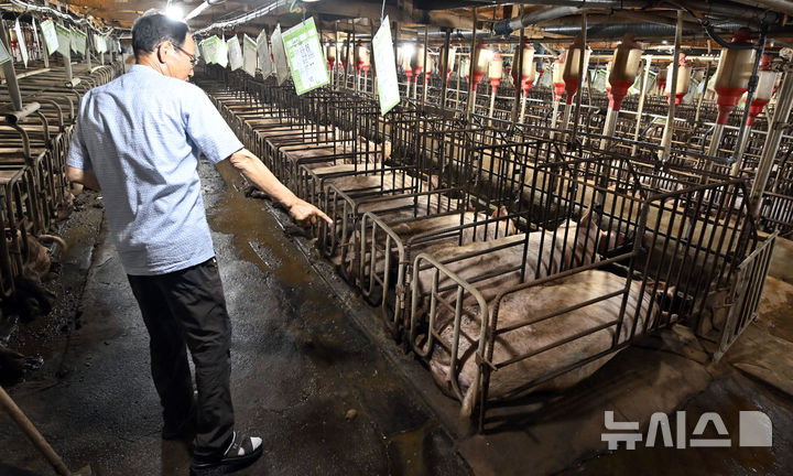 [무안=뉴시스] 양시원 기자 = 폭염경보가 내려진 28일 전남광주통합특별시 무안군의 한 양돈농가 축사에서 농장주가 더위에 지친 돼지들을 보며 우려하고 있다. 2026.07.28. goodwrite97@newsis.com