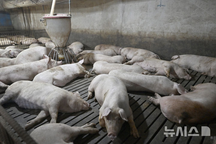 [무안=뉴시스] 양시원 기자 = 폭염경보가 내려진 28일 전남광주통합특별시 무안군의 한 양돈농가 축사에서 돼지들이 더위에 지쳐 누워있다. 2026.07.28. goodwrite97@newsis.com