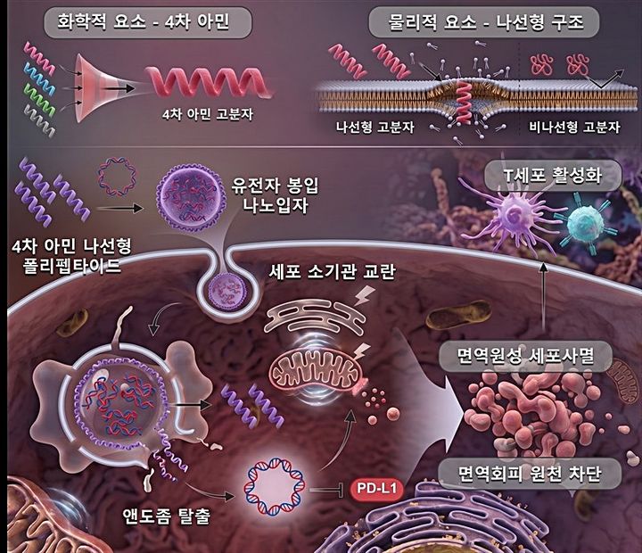 [대전=뉴시스] 한국과학기술원(카이스트·KAIST) 생명화학공학과 김유천 교수팀이 암세포막을 직접 교란해 면역반응을 활성화하고 유전자 치료제까지 전달하는 나선형 폴리펩타이드 나노입자를 개발했다. 연구 개요도. (사진=KAIST 제공) 2026.07.28. photo@newsis.com&nbsp; *재판매 및 DB 금지