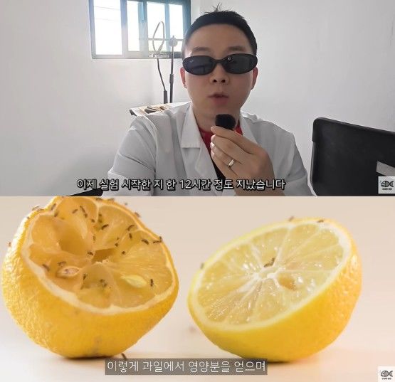 [서울=뉴시스] 과학 유튜브 채널 '수상한생선 Life Science'에 올라온 과일 등에서 초파리가 저절로 생겨난다는 이른바 '자연발생설'을 직접 현미경으로 검증한 영상이 온라인 상에서 화제다. (사진=유튜브 '수상한생선 Life Science' 캡처) 