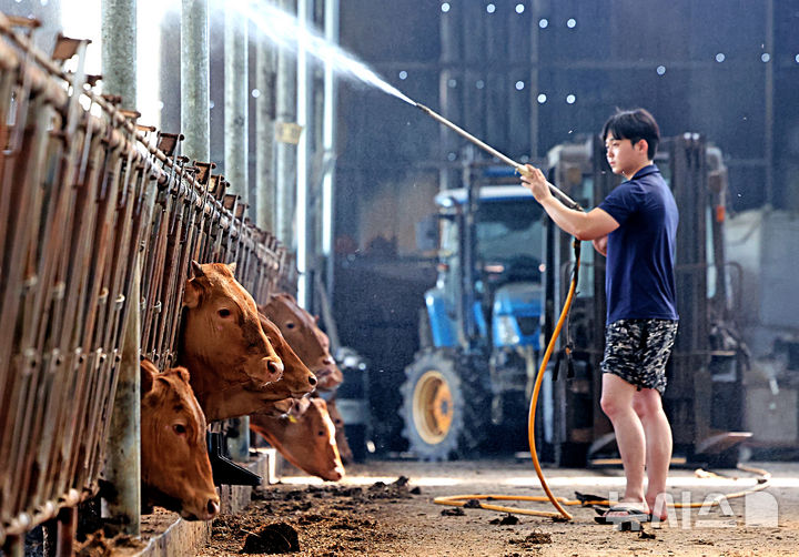 [화성=뉴시스] 김금보 기자 = 폭염특보가 발효중인 28일 오후 경기 화성시 산우리한우농장에서 농장주가 소들에게 물을 뿌려주고 있다. 행정안전부 중앙재난안전대책본부에 따르면 폭염으로 폐사한 가축은 하루 동안 1024마리 늘어, 누적 30만2454마리로 집계됐다. 2026.07.28. kgb@newsis.com