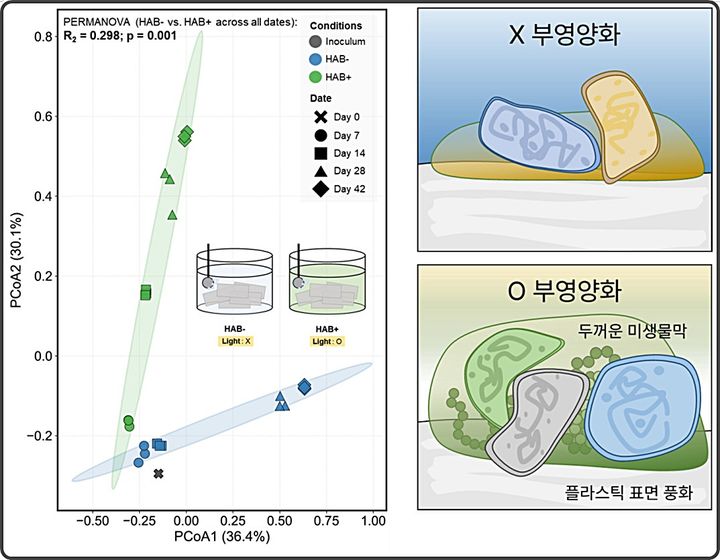 [대전=뉴시스] KAIST 건설및환경공학과 명재욱 교수팀이 녹조현상이 플라스틱 표면의 미생물 생태계를 변화시켜 플라스틱 초기 풍화를 촉진할 수 있다는 사실을 규명했다. 사진은 녹조 현상을 인위적으로 일으킨 조건과 그렇지 않은 대조군 간 달라진 플라스틱 생태계의 모습.(사진=KAIST 제공) *재판매 및 DB 금지